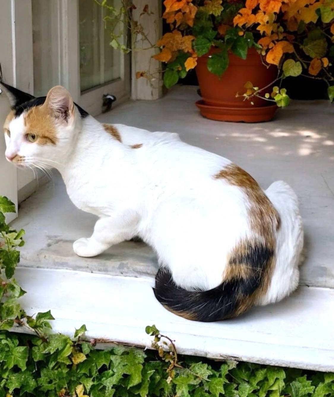 Enlarge MORTICIA, a Adoptable mixed breed in Sumter, SC image 3/6