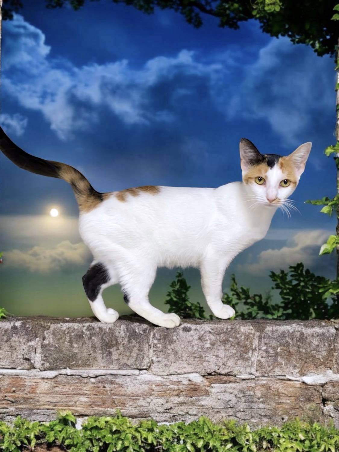 Enlarge MORTICIA, a Adoptable mixed breed in Sumter, SC image 4/6