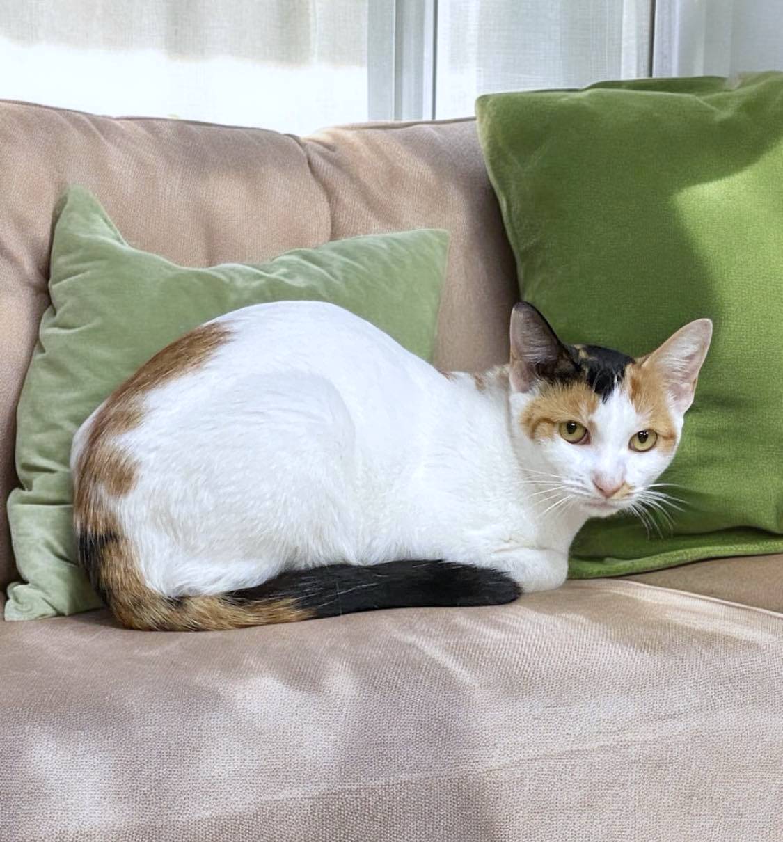 Enlarge MORTICIA, a Adoptable mixed breed in Sumter, SC image 5/6