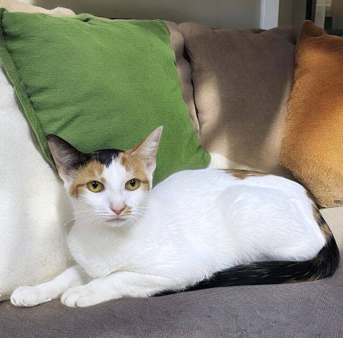 Enlarge MORTICIA, a Adoptable mixed breed in Sumter, SC image 6/6