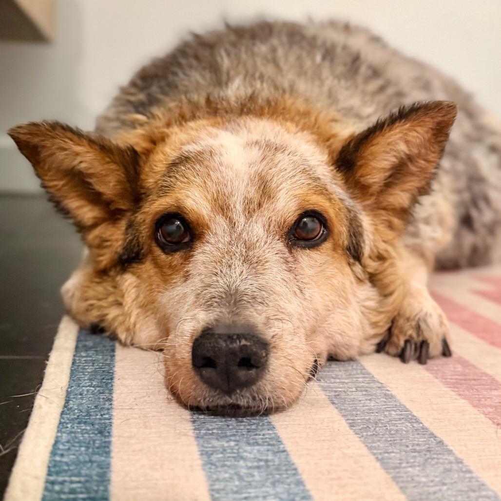 Steve, Adoptable, Senior Female Cattle Dog.