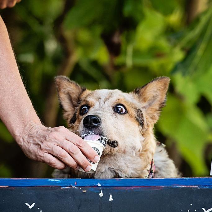 Enlarge Steve, a Adoptable Cattle Dog in Los Angeles, CA image 2/5