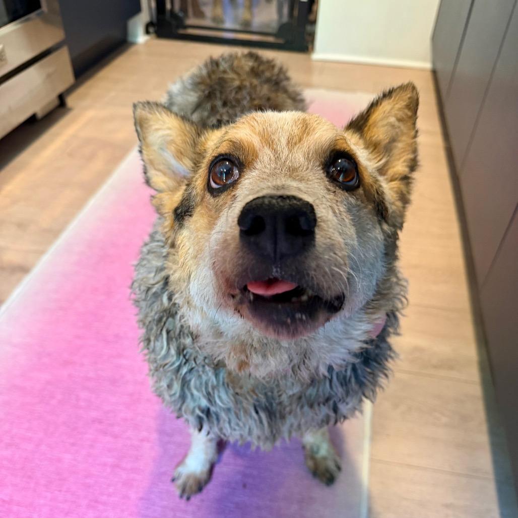Enlarge Steve, a Adoptable Cattle Dog in Los Angeles, CA image 3/5