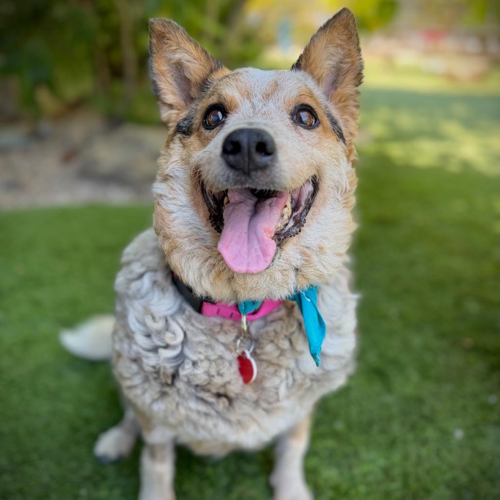 Enlarge Steve, a Adoptable Cattle Dog in Los Angeles, CA image 4/5