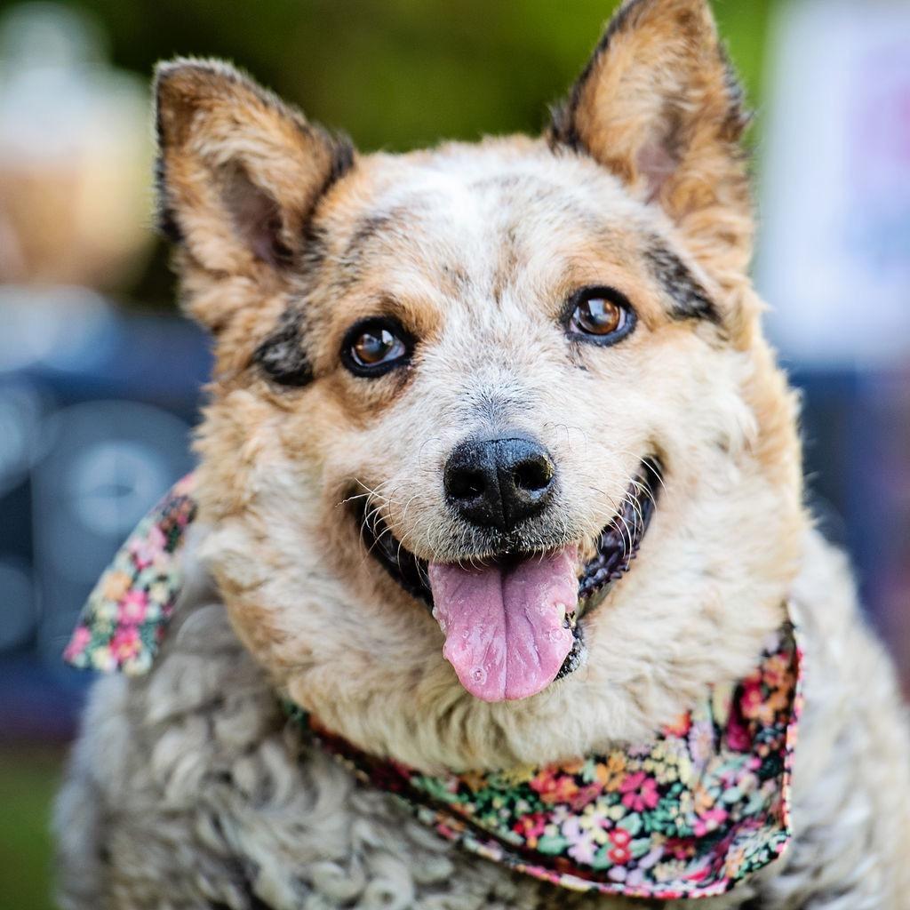 Enlarge Steve, a Adoptable Cattle Dog in Los Angeles, CA image 5/5