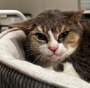 Pot Pie, Adoptable, Senior Male Domestic Short Hair.