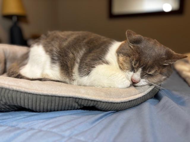 Enlarge Pot Pie, a Adoptable Domestic Short Hair in Lafayette, LA image 4/5