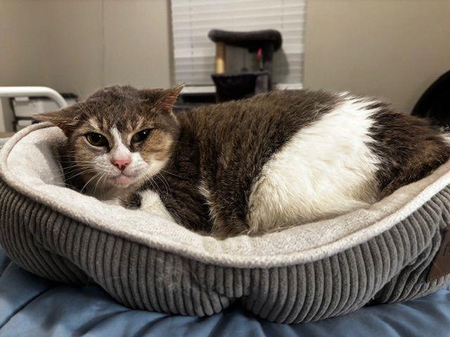 Enlarge Pot Pie, a Adoptable Domestic Short Hair in Lafayette, LA image 2/5