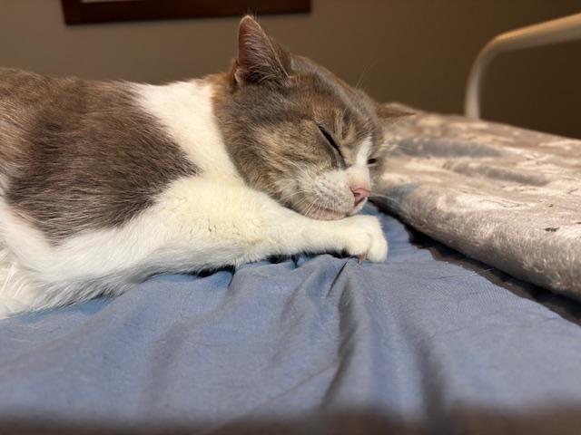 Enlarge Pot Pie, a Adoptable Domestic Short Hair in Lafayette, LA image 3/5