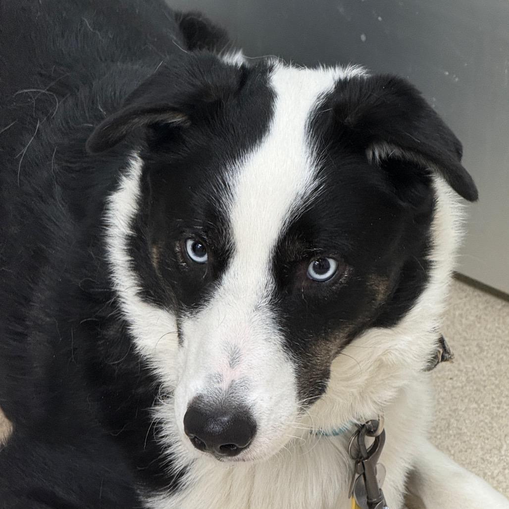 Enlarge Kenzie, a Adoptable mixed breed in Evansville, IN image 2/6