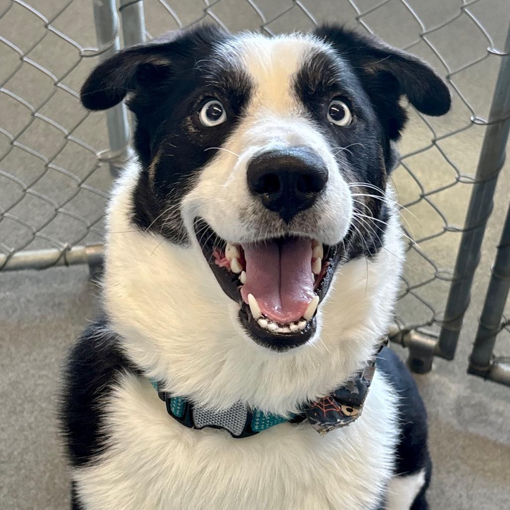 Enlarge Kenzie, a Adoptable mixed breed in Evansville, IN image 3/6