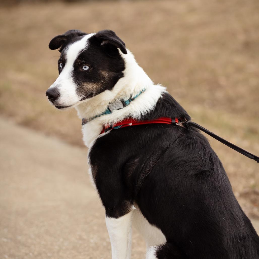 Enlarge Kenzie, a Adoptable mixed breed in Evansville, IN image 4/6