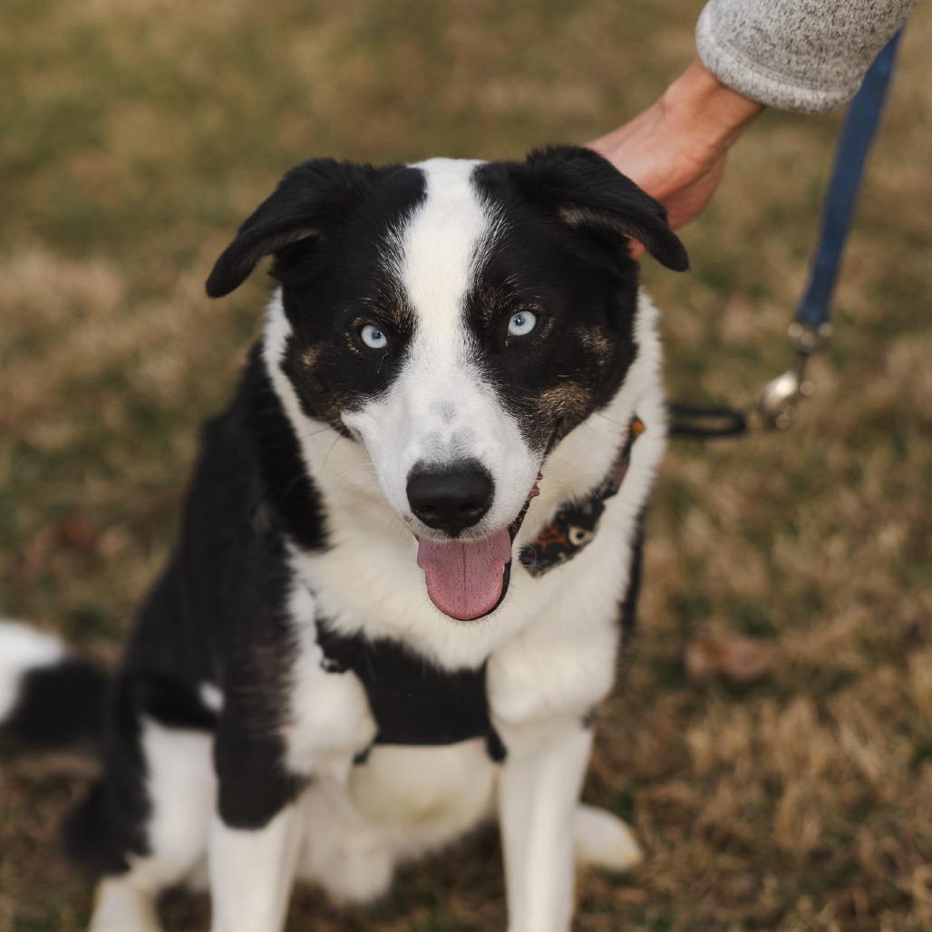 Enlarge Kenzie, a Adoptable mixed breed in Evansville, IN image 5/6