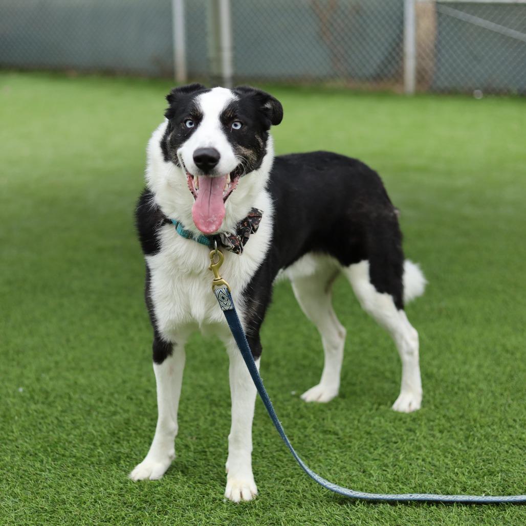 Enlarge Kenzie, a Adoptable mixed breed in Evansville, IN image 6/6