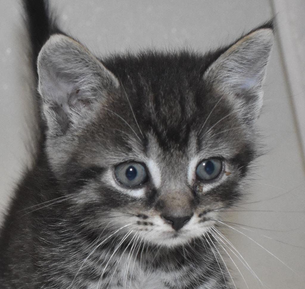 Crisp, a Adoptable mixed breed in Springfield, OH image 2/3