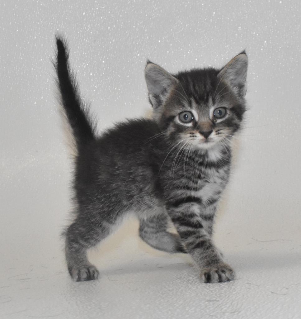 Crisp, a Adoptable mixed breed in Springfield, OH image 3/3