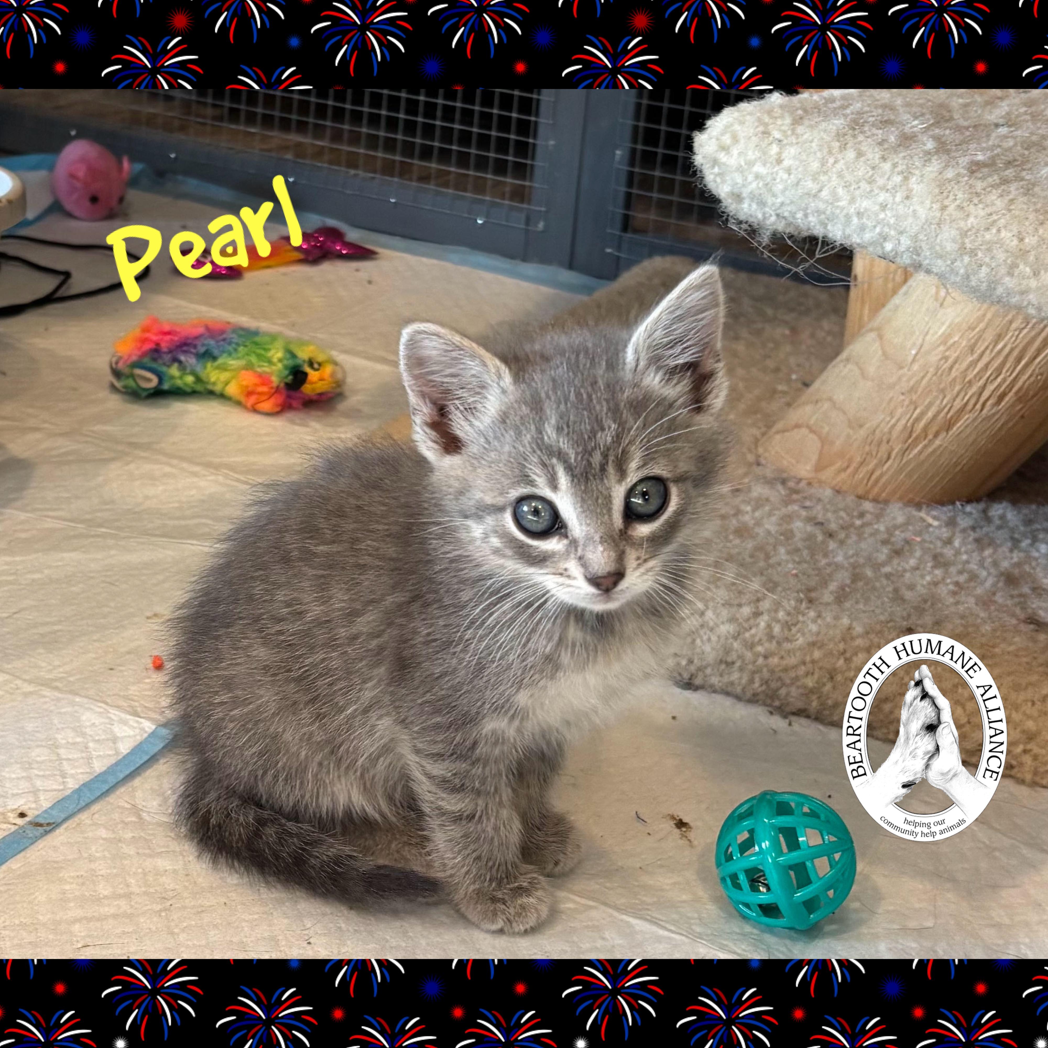 Pearl, an adoptable Domestic Medium Hair in Red Lodge, MT, 59068 | Photo Image 1