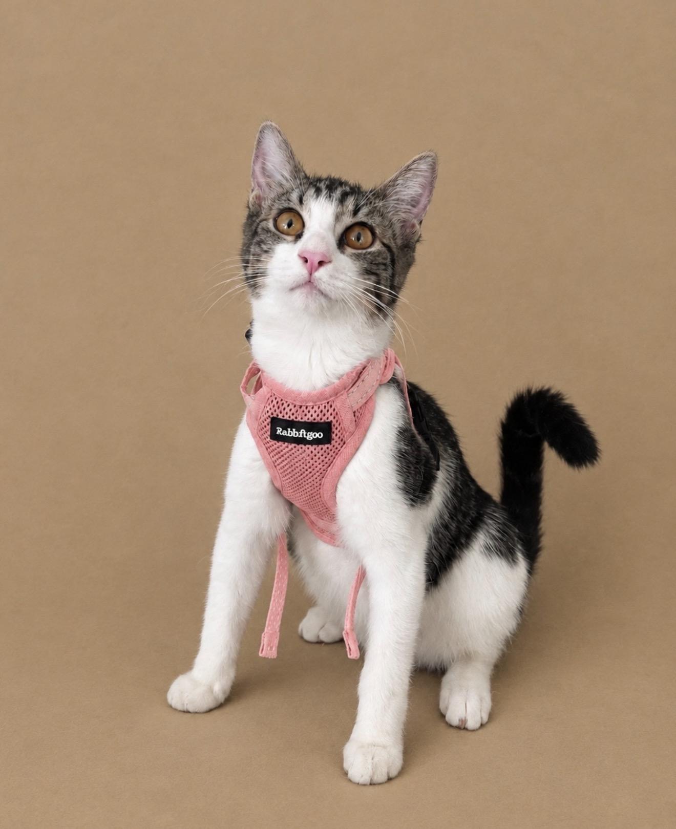 Enlarge Paloma, a Adoptable Tabby in Oakley, CA image 3/6