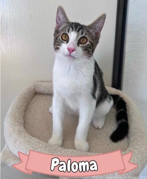 Paloma, ADOPTABLE, Kitten Female Tabby.