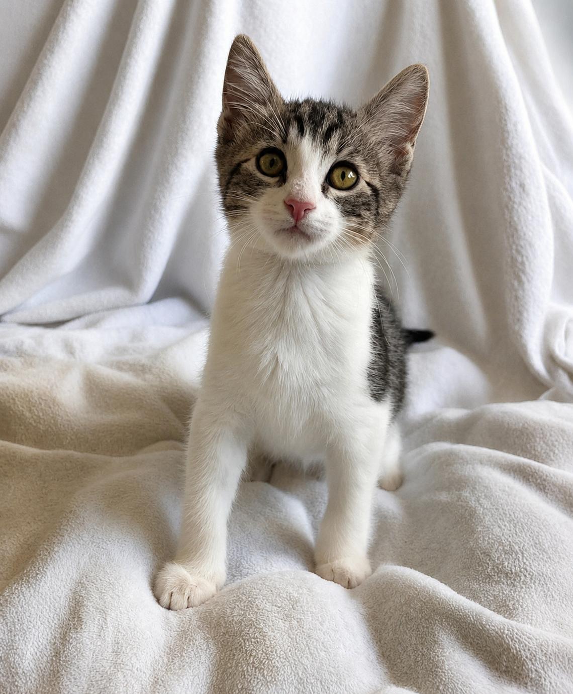 Paloma, a ADOPTABLE Tabby in Oakley, CA image 2/3