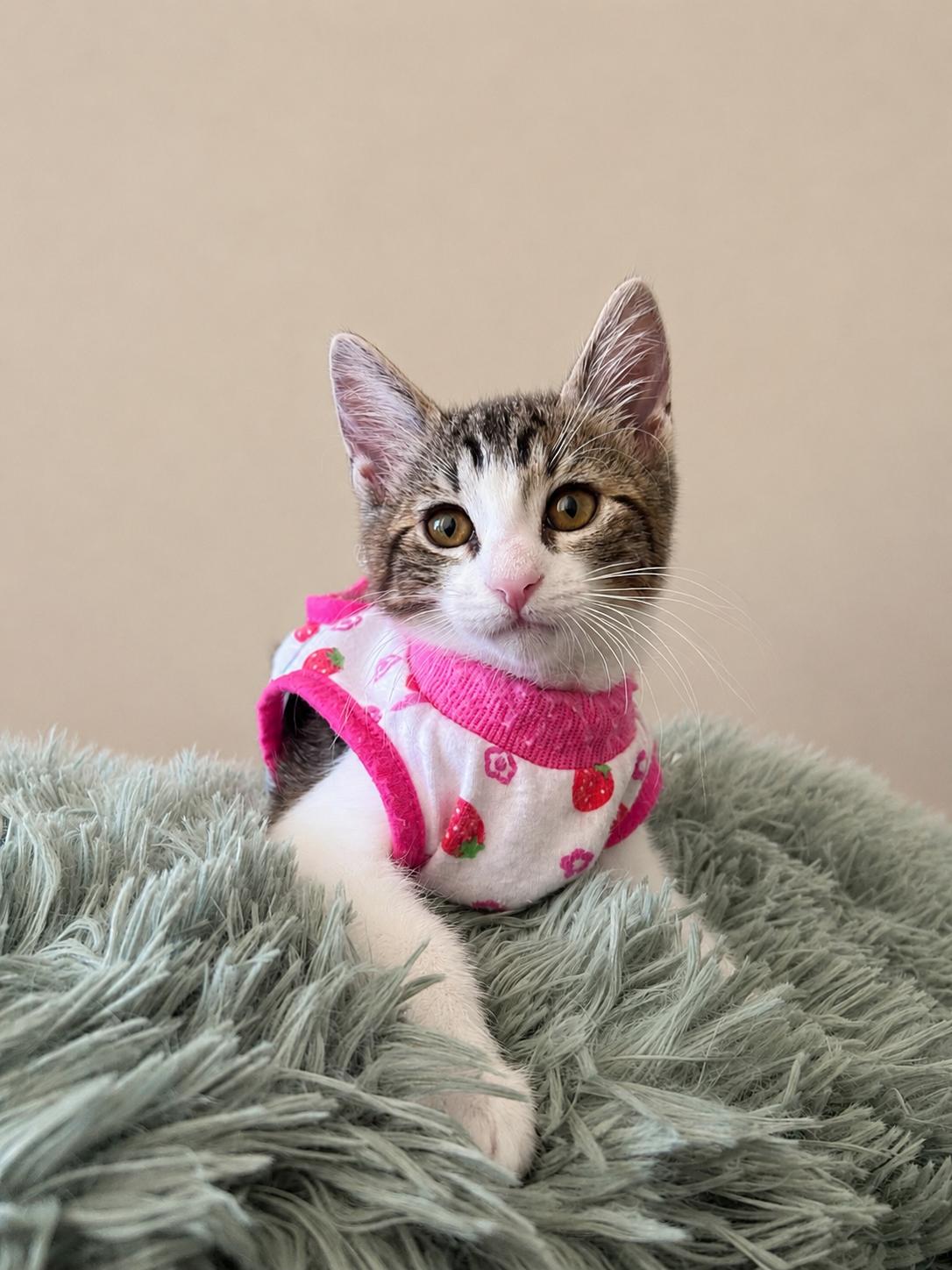 Paloma, a ADOPTABLE Tabby in Oakley, CA image 3/3