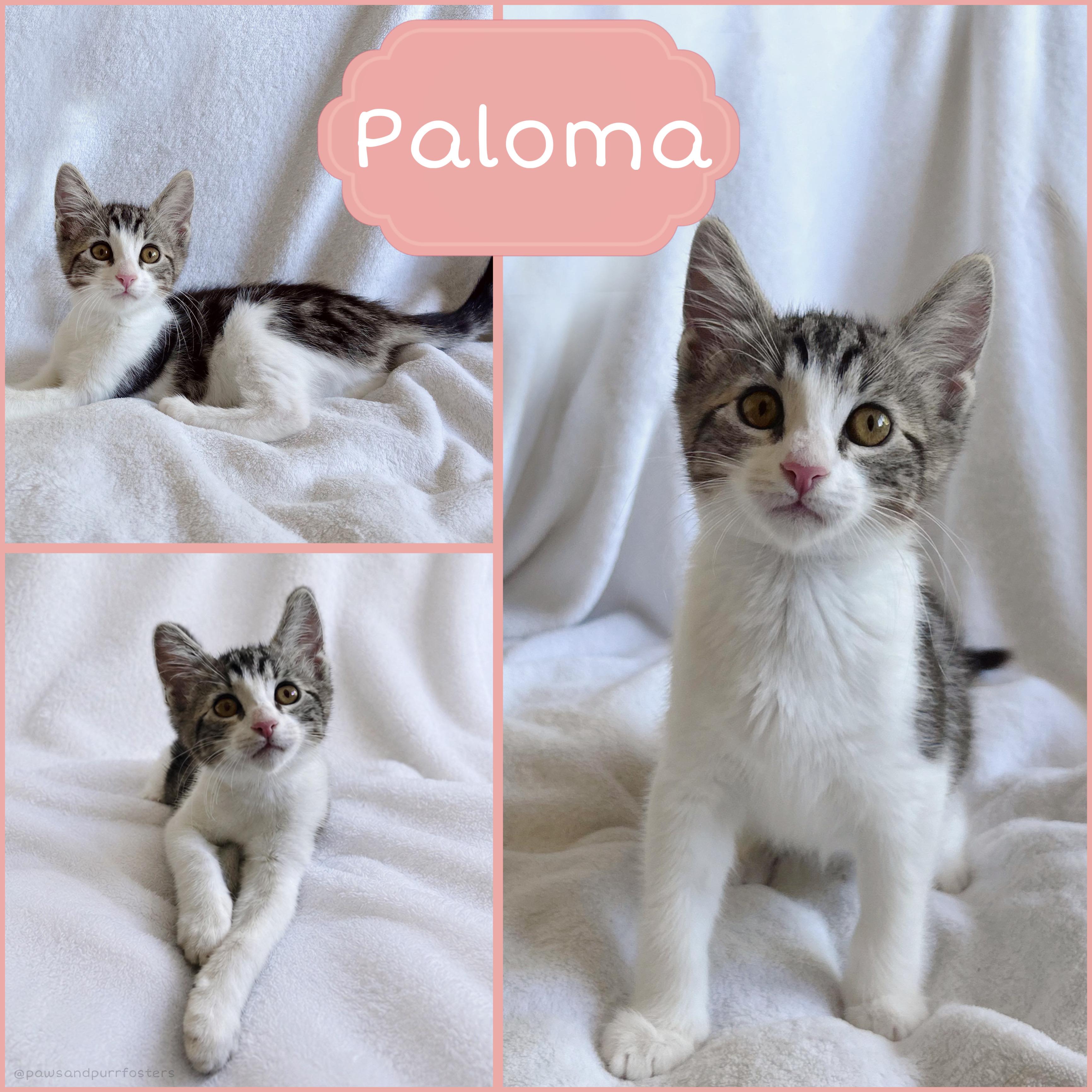 Paloma, a ADOPTABLE Tabby in Oakley, CA image 1/3