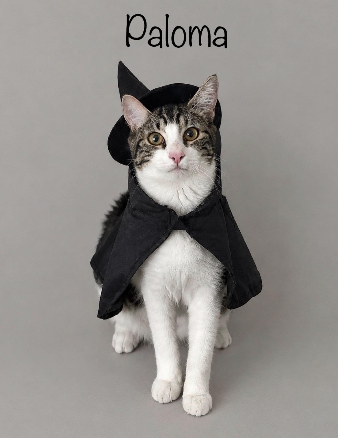 Enlarge Paloma, a Adoptable Tabby in Oakley, CA image 1/6