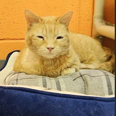 Xochitl, Adoptable, Senior Female Domestic Short Hair.