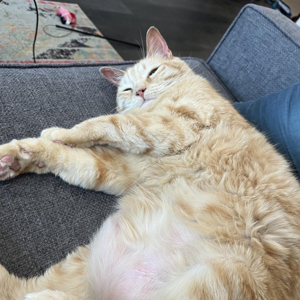 Enlarge Xochitl, a Adoptable Domestic Short Hair in Lakewood, CO image 2/6