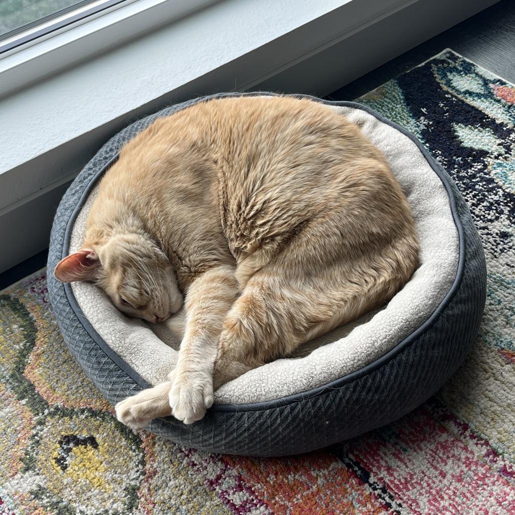 Xochitl — thumbnail 2