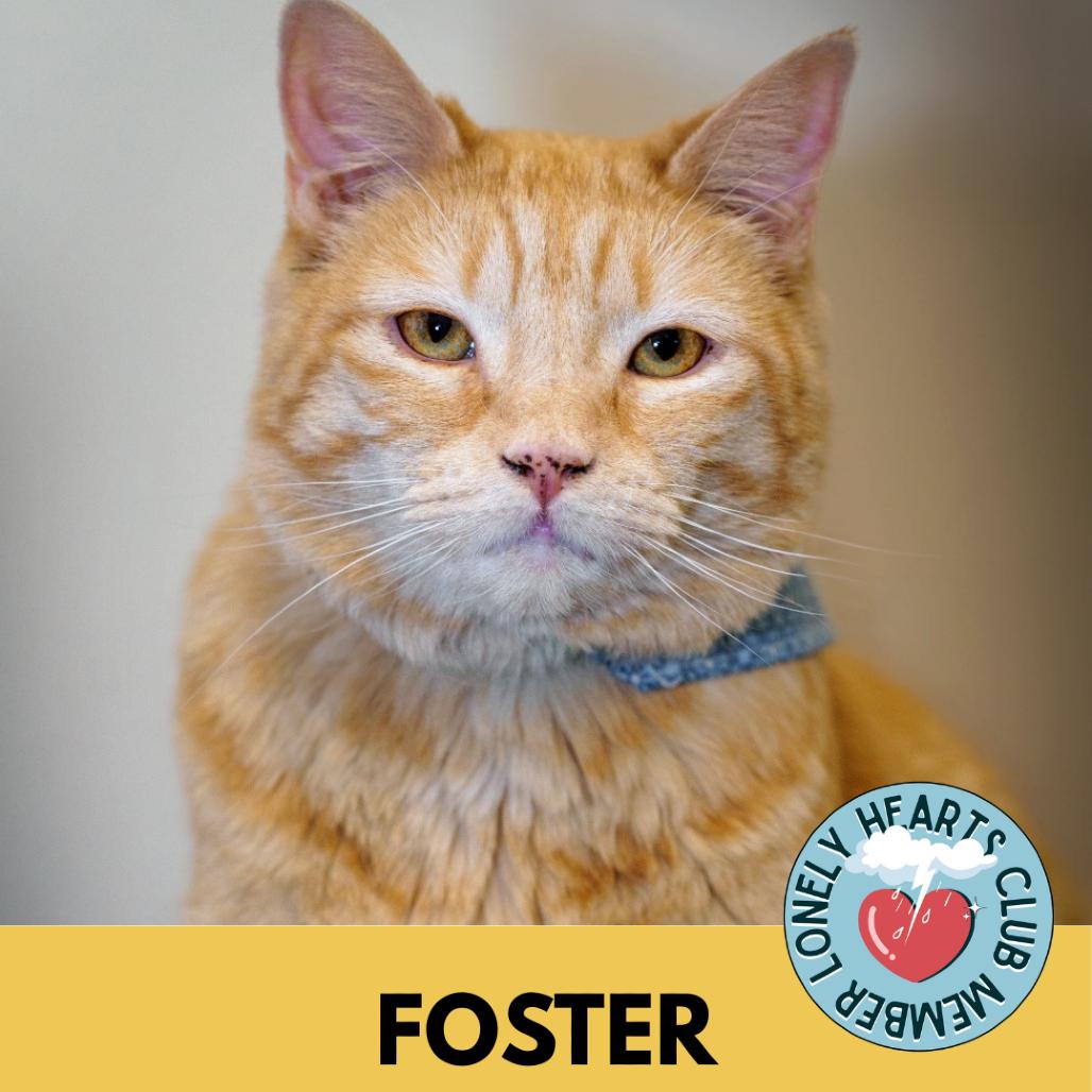 Enlarge Xochitl, a Adoptable Domestic Short Hair in Lakewood, CO image 3/6