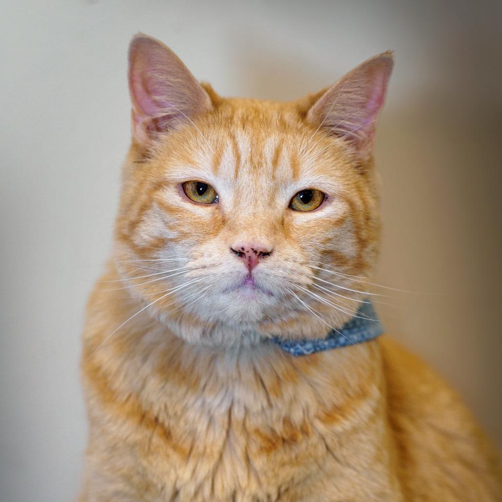 Enlarge Xochitl, a Adoptable Domestic Short Hair in Lakewood, CO image 4/6