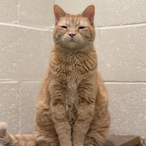 Enlarge Xochitl, a Adoptable Domestic Short Hair in Lakewood, CO image 5/6