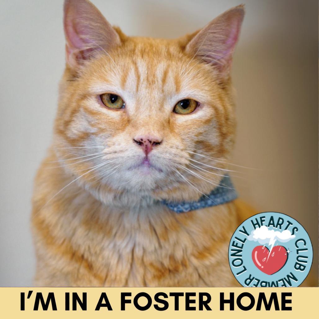 Enlarge Xochitl, a Adoptable Domestic Short Hair in Lakewood, CO image 6/6