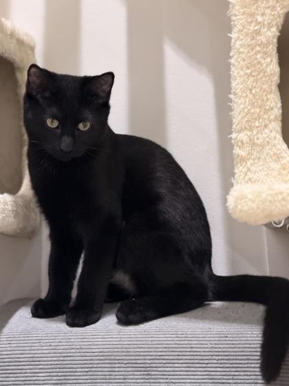 Elliott — thumbnail 2