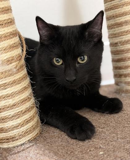 Elliott — thumbnail 3