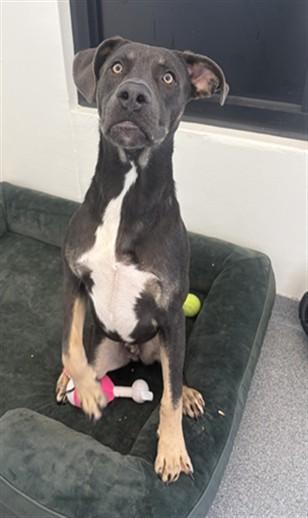 KRAUT, Adoptable, Young Male Weimaraner & Labrador Retriever.