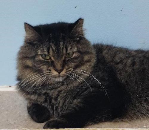 Bev - cat room, Adoptable, Adult Female Domestic Long Hair.