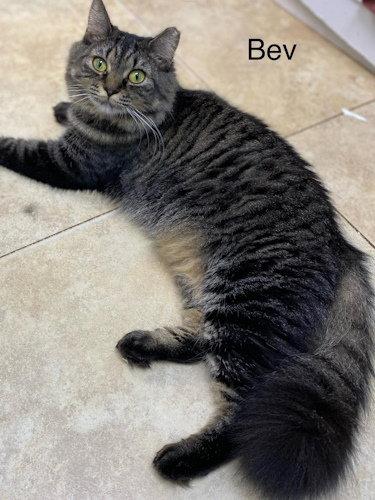 Enlarge Bev - cat room, a Adoptable Domestic Long Hair in Oakland Park, FL image 2/3
