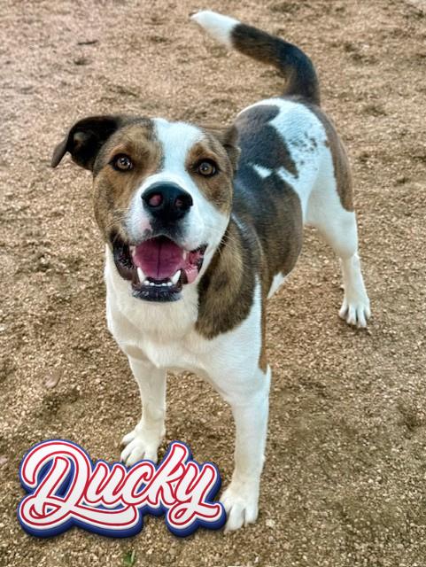 Enlarge Ducky, a ADOPTABLE mixed breed in Comfort, TX image 1/5