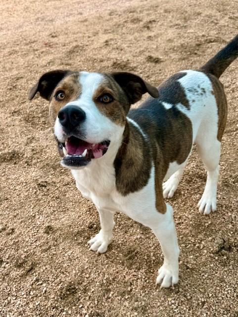 Enlarge Ducky, a ADOPTABLE mixed breed in Comfort, TX image 3/5