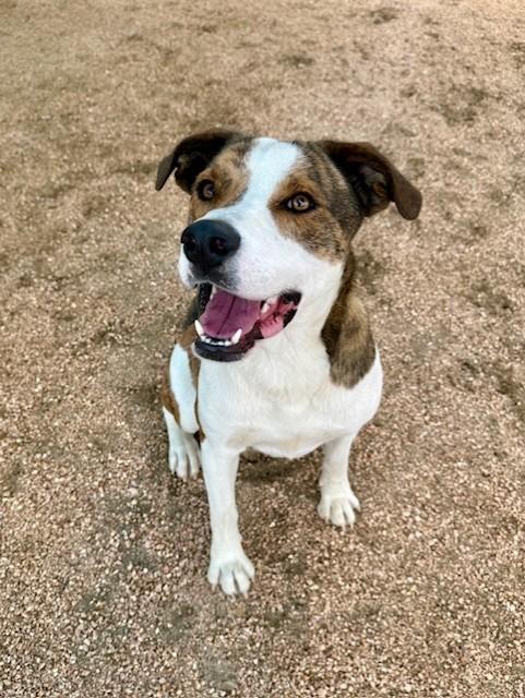 Enlarge Ducky, a ADOPTABLE mixed breed in Comfort, TX image 5/5