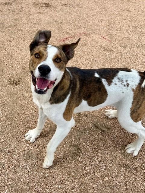 Enlarge Ducky, a ADOPTABLE mixed breed in Comfort, TX image 2/5