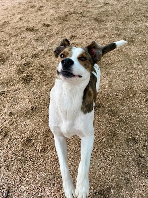 Enlarge Ducky, a ADOPTABLE mixed breed in Comfort, TX image 4/5