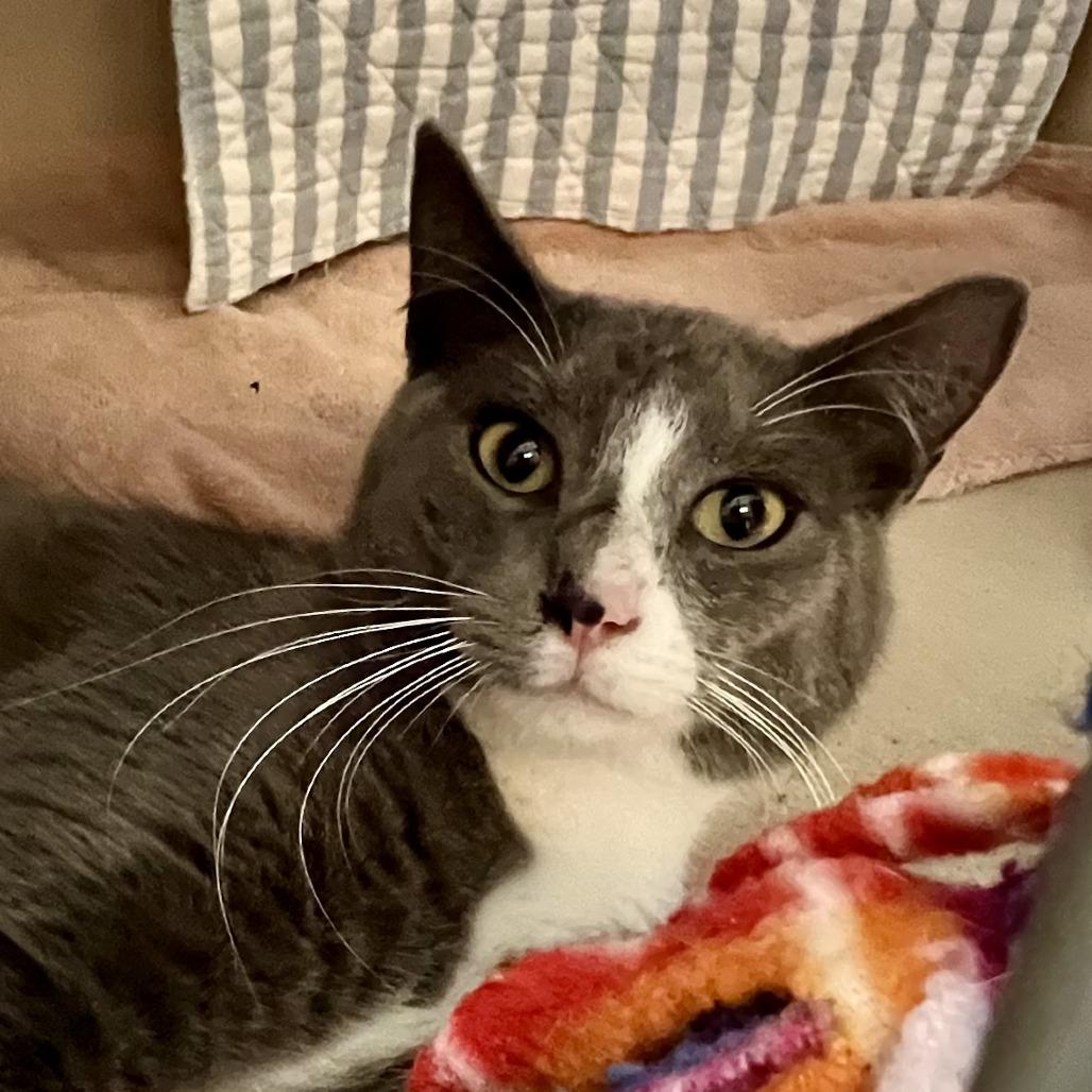 Enlarge MCR, a Adoptable Domestic Short Hair in Tacoma, WA image 1/2