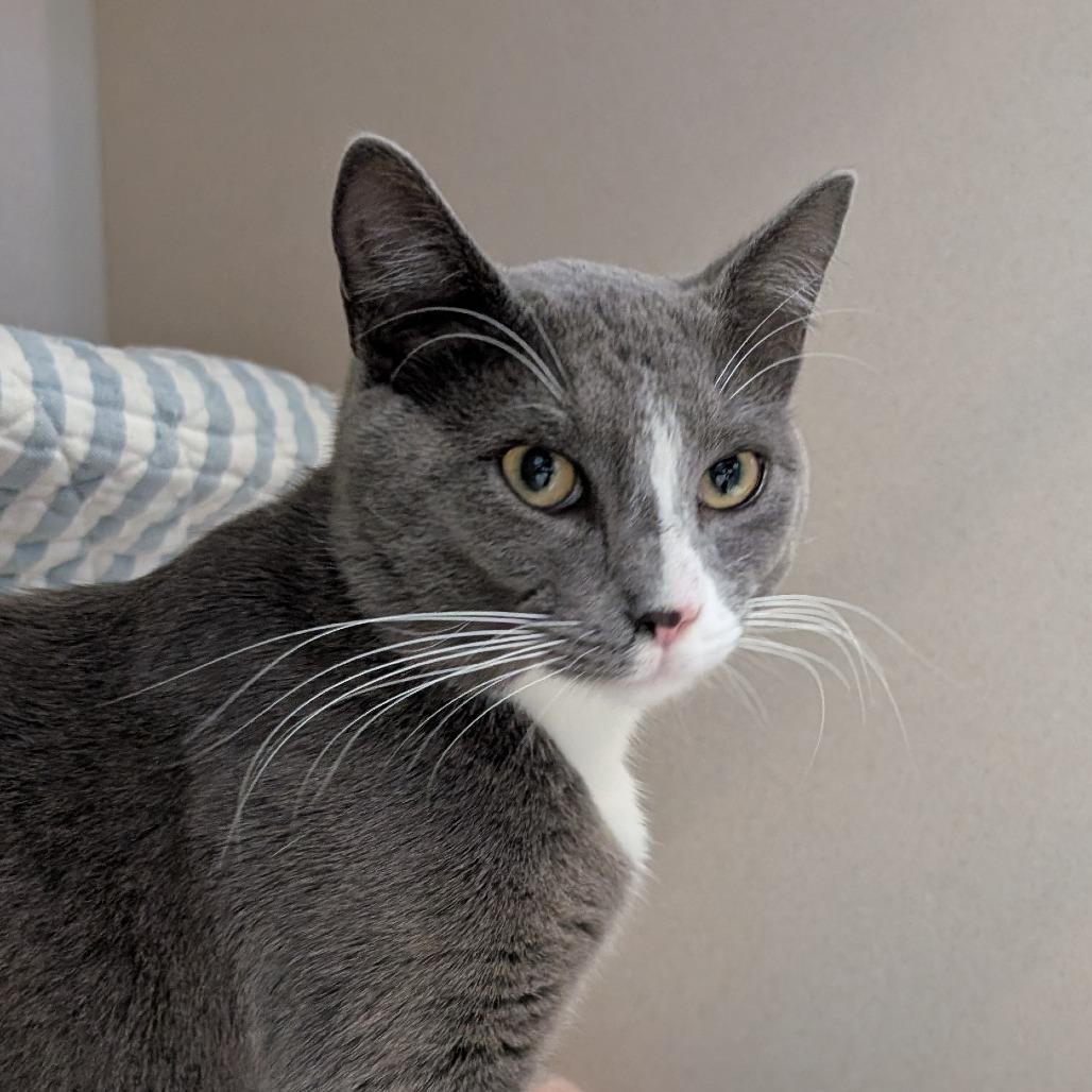 Enlarge MCR, a Adoptable Domestic Short Hair in Tacoma, WA image 2/2