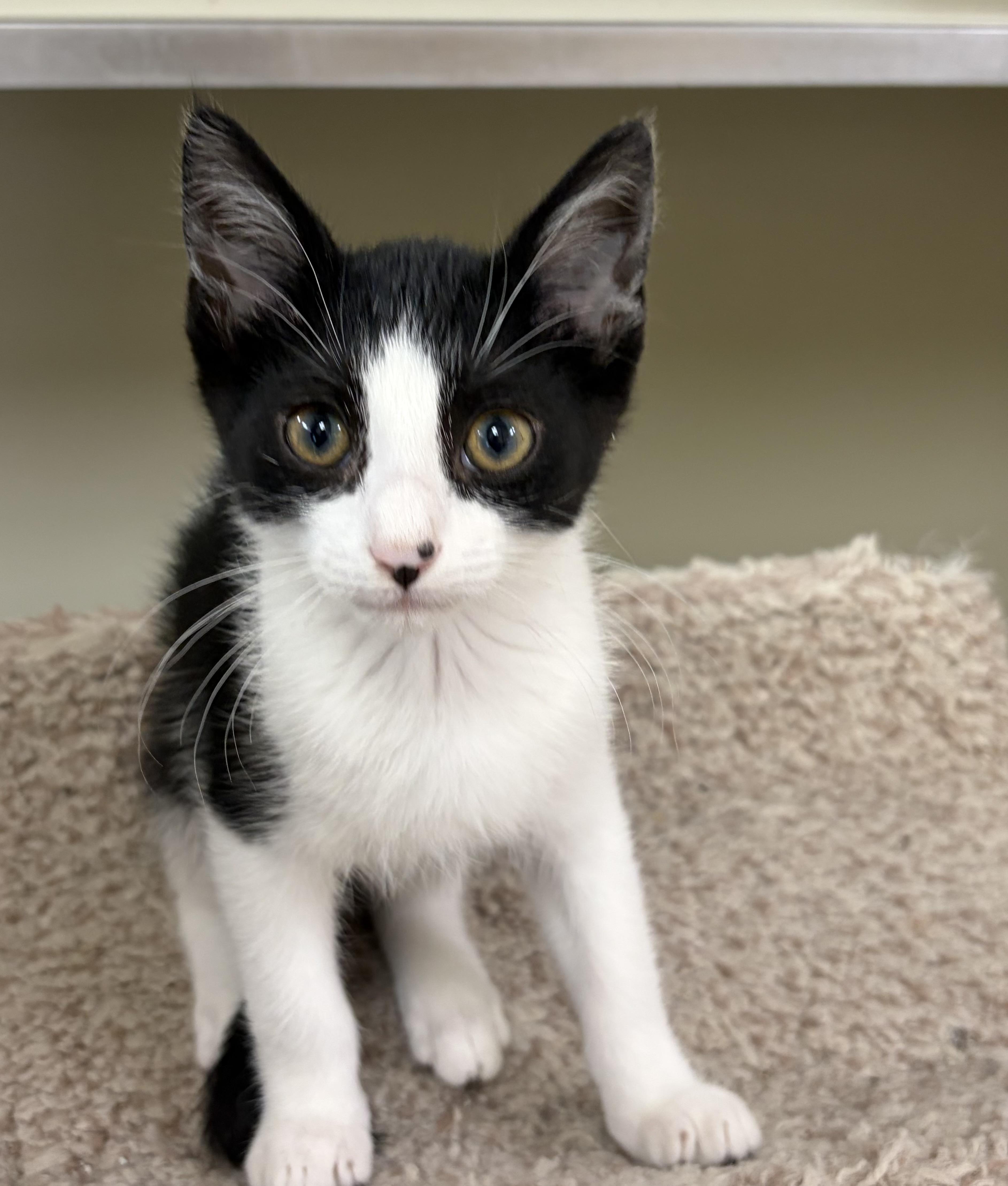 Spidey, Adoptable, Kitten Male Domestic Short Hair.