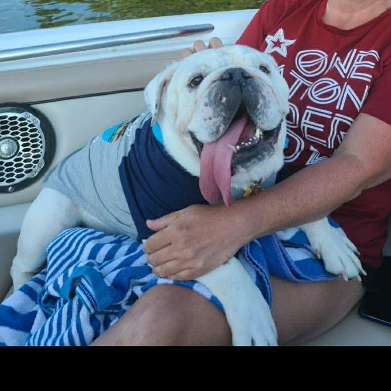 Mia, a ADOPTABLE English Bulldog in Walker, MI image 2/3