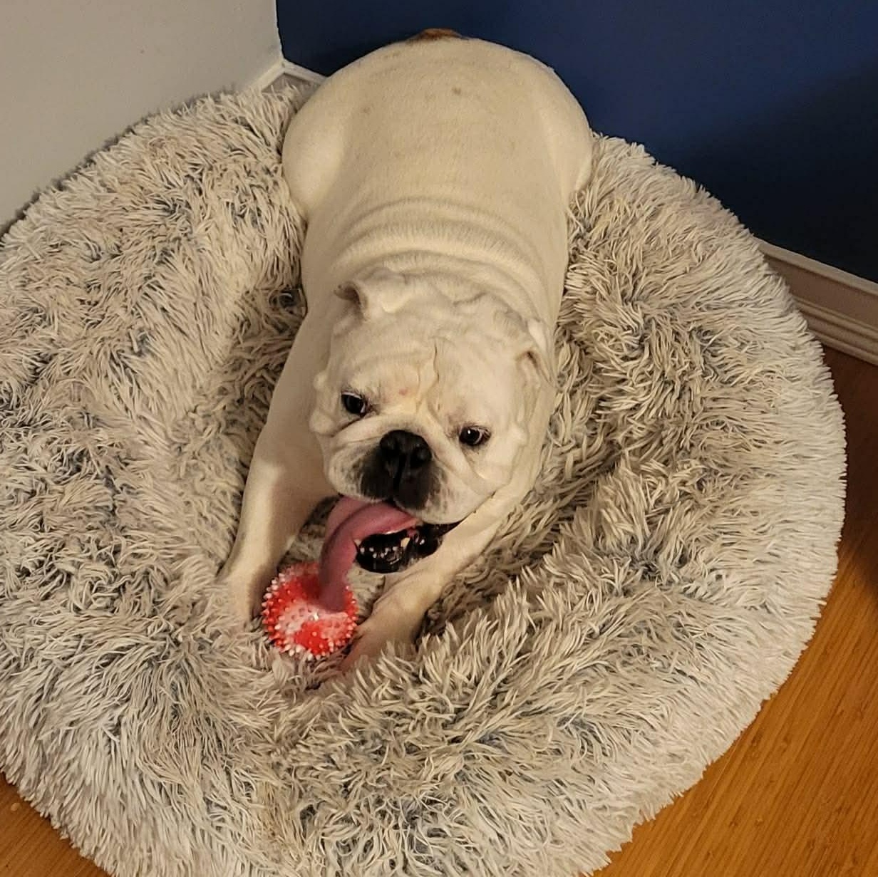 Mia, a ADOPTABLE English Bulldog in Walker, MI image 1/3