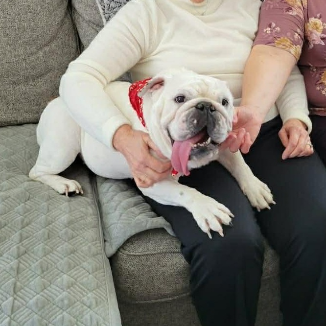 Mia, a ADOPTABLE English Bulldog in Walker, MI image 3/3